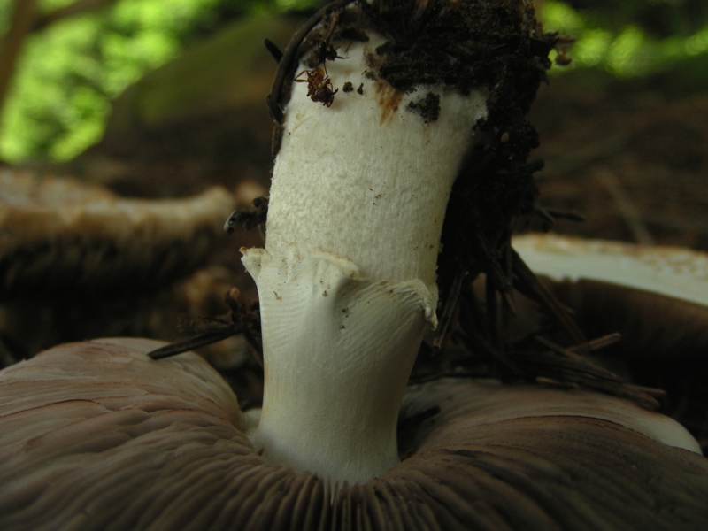 Agaricus dubbio